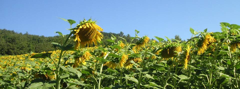 Sunflowers in our valley