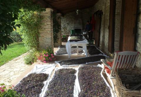 The portico during the olive harvest