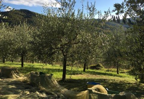 Olive picking at Belvedere