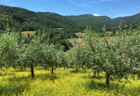 Belvedere olive grove in spring